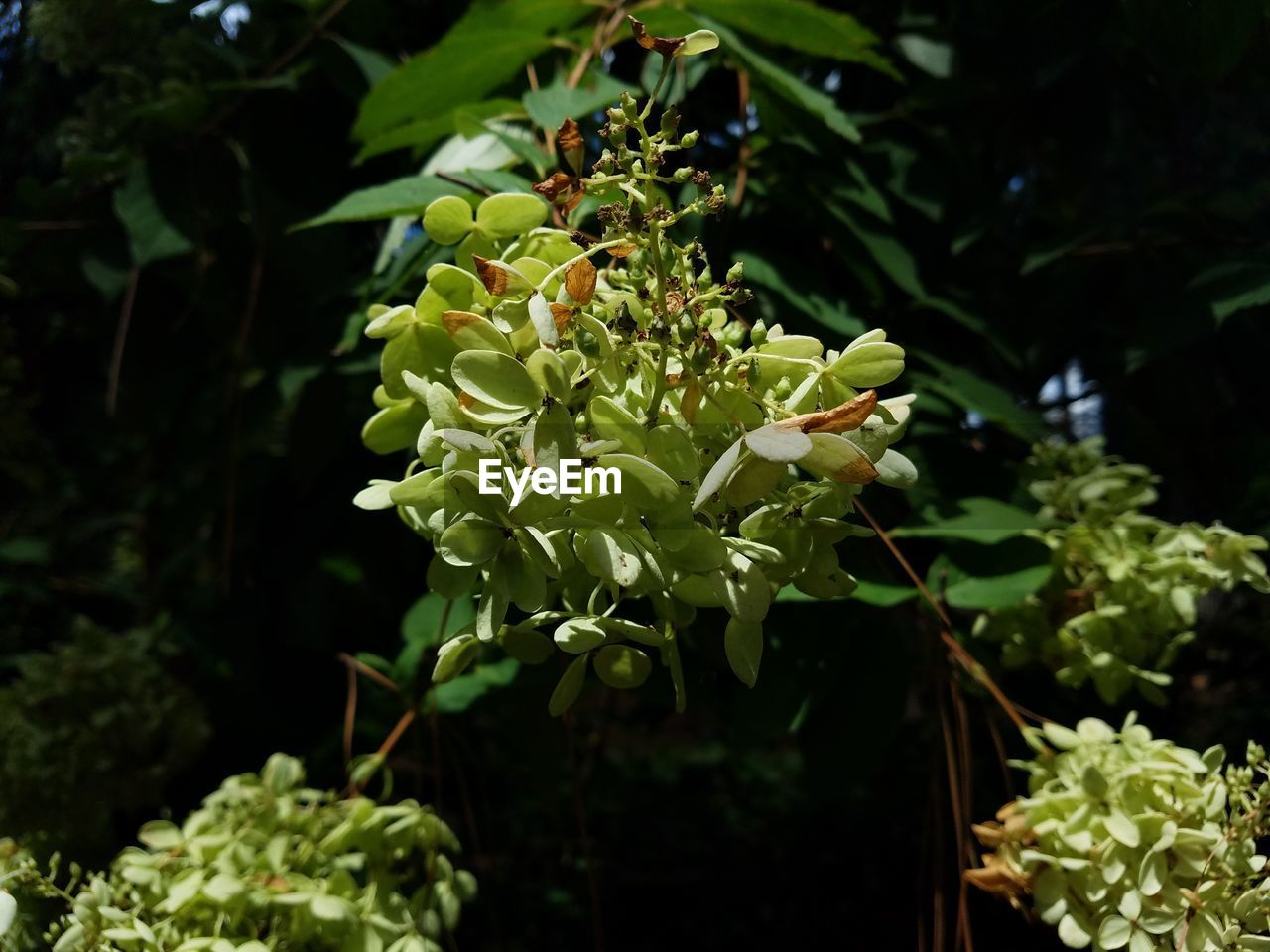 CLOSE-UP OF LEAVES ON TREE