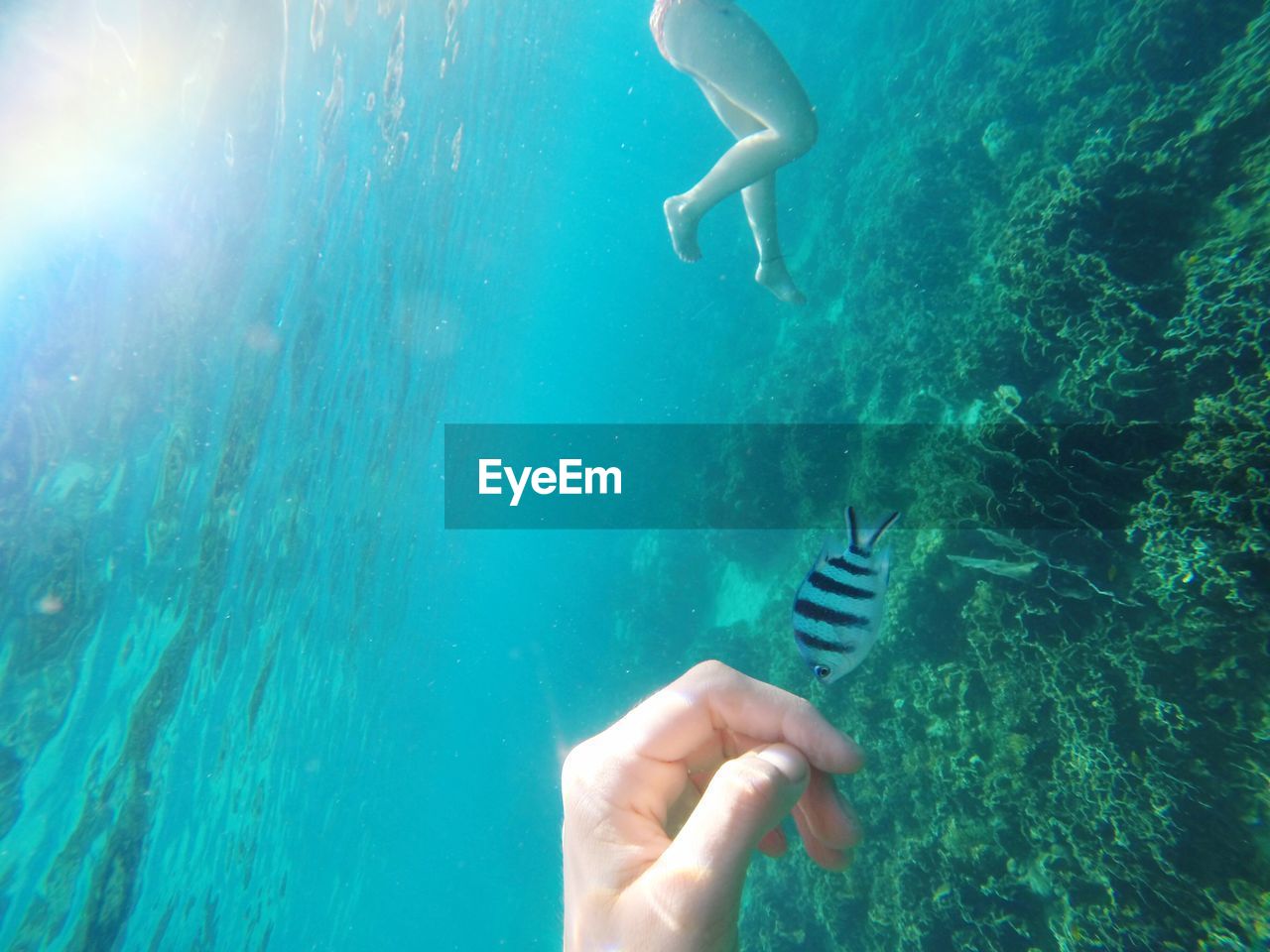 Cropped hand with fish in sea