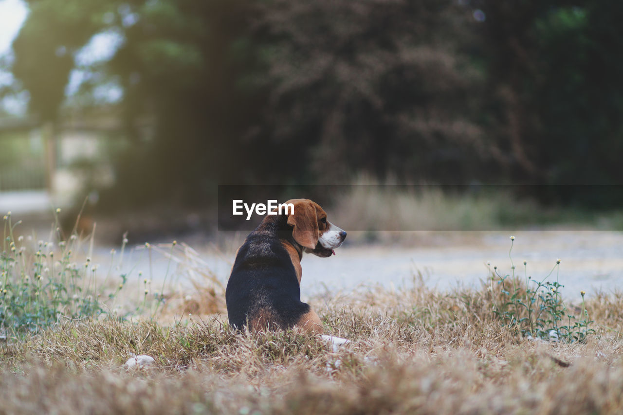 DOG LOOKING AWAY ON ROCK