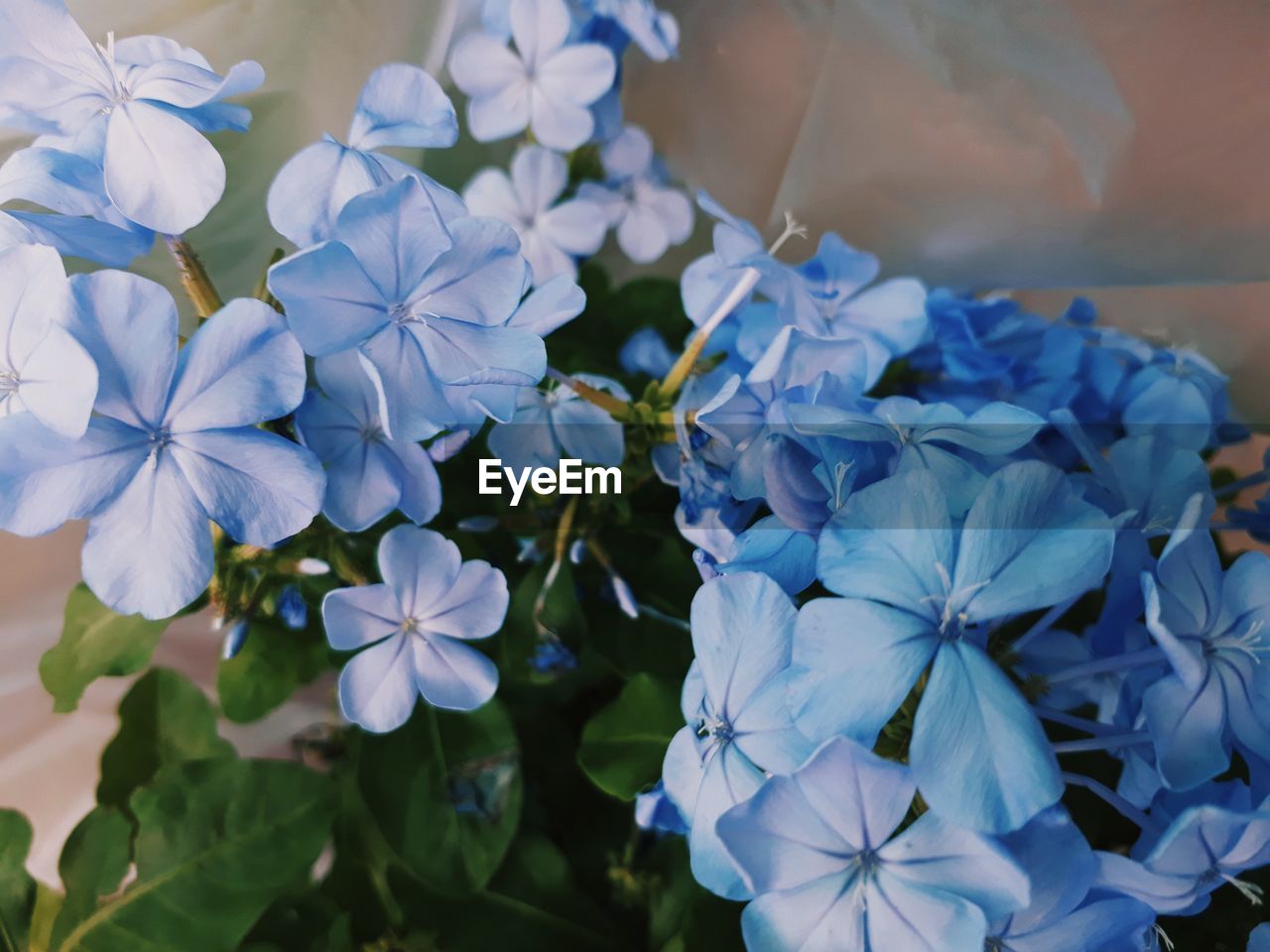 CLOSE-UP OF BLUE AND WHITE FLOWERING PLANT