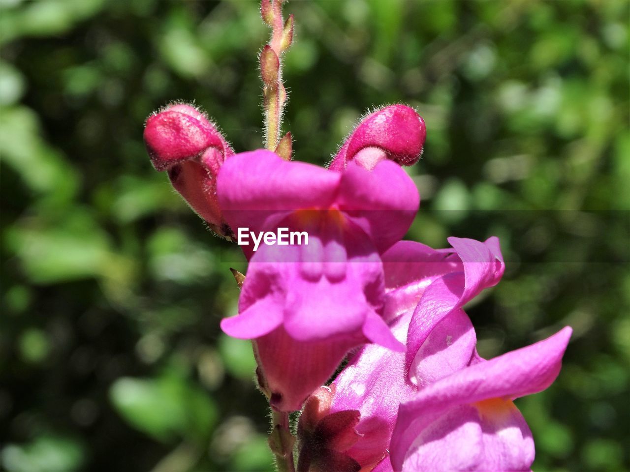 CLOSE-UP OF PINK FLOWER