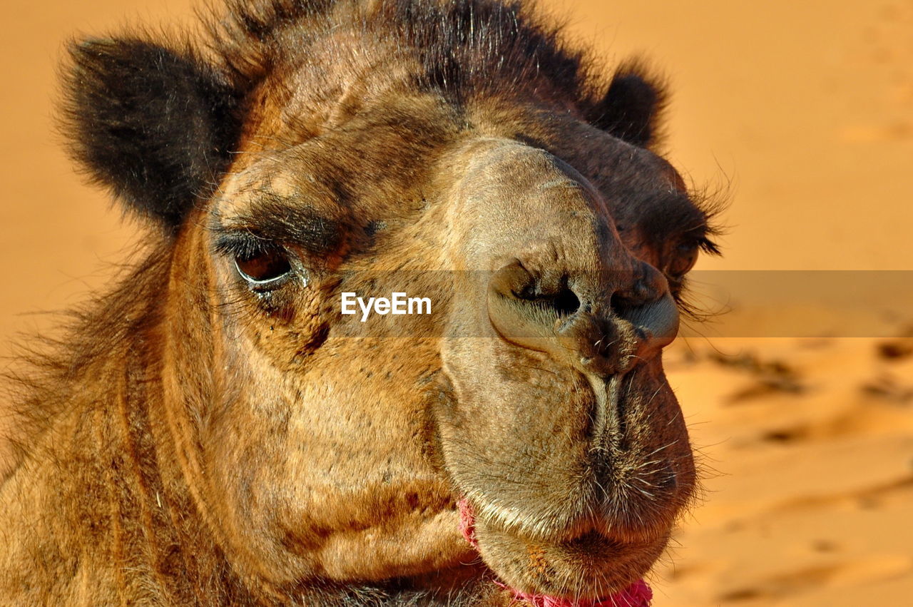 Close-up of a camel