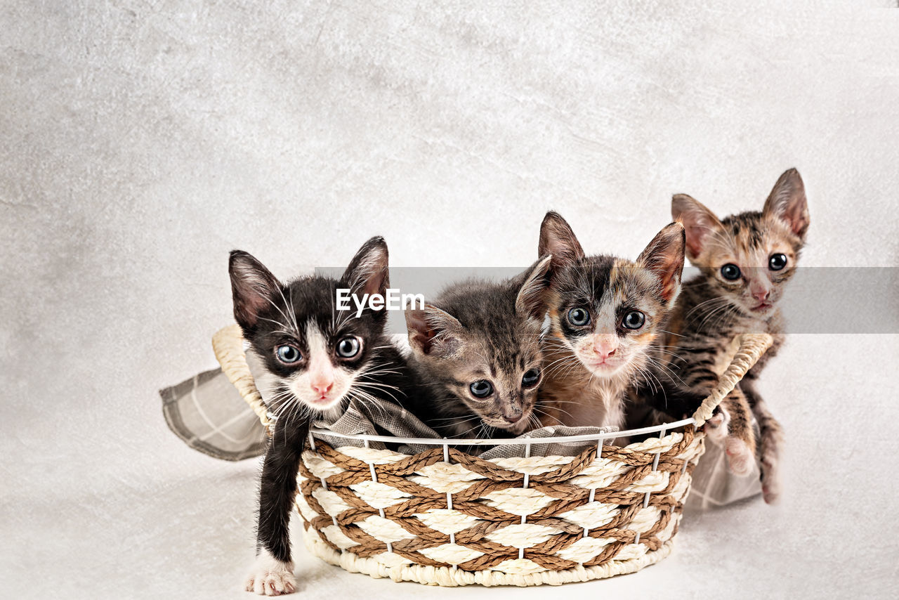 PORTRAIT OF CATS IN A BASKET