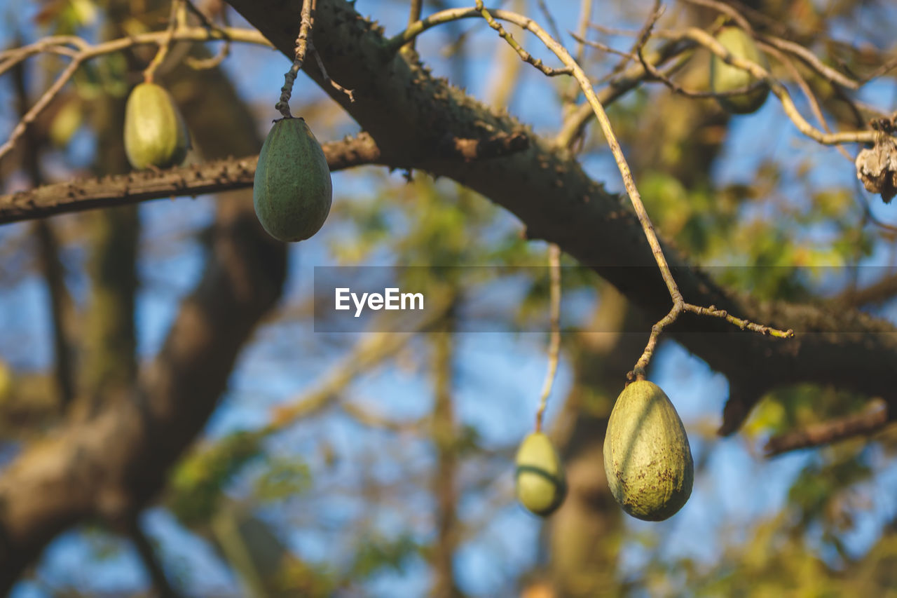 tree, plant, branch, fruit, green, leaf, food, food and drink, autumn, healthy eating, nature, flower, produce, focus on foreground, no people, sunlight, growth, hanging, low angle view, day, yellow, outdoors, close-up, spring, freshness, blossom