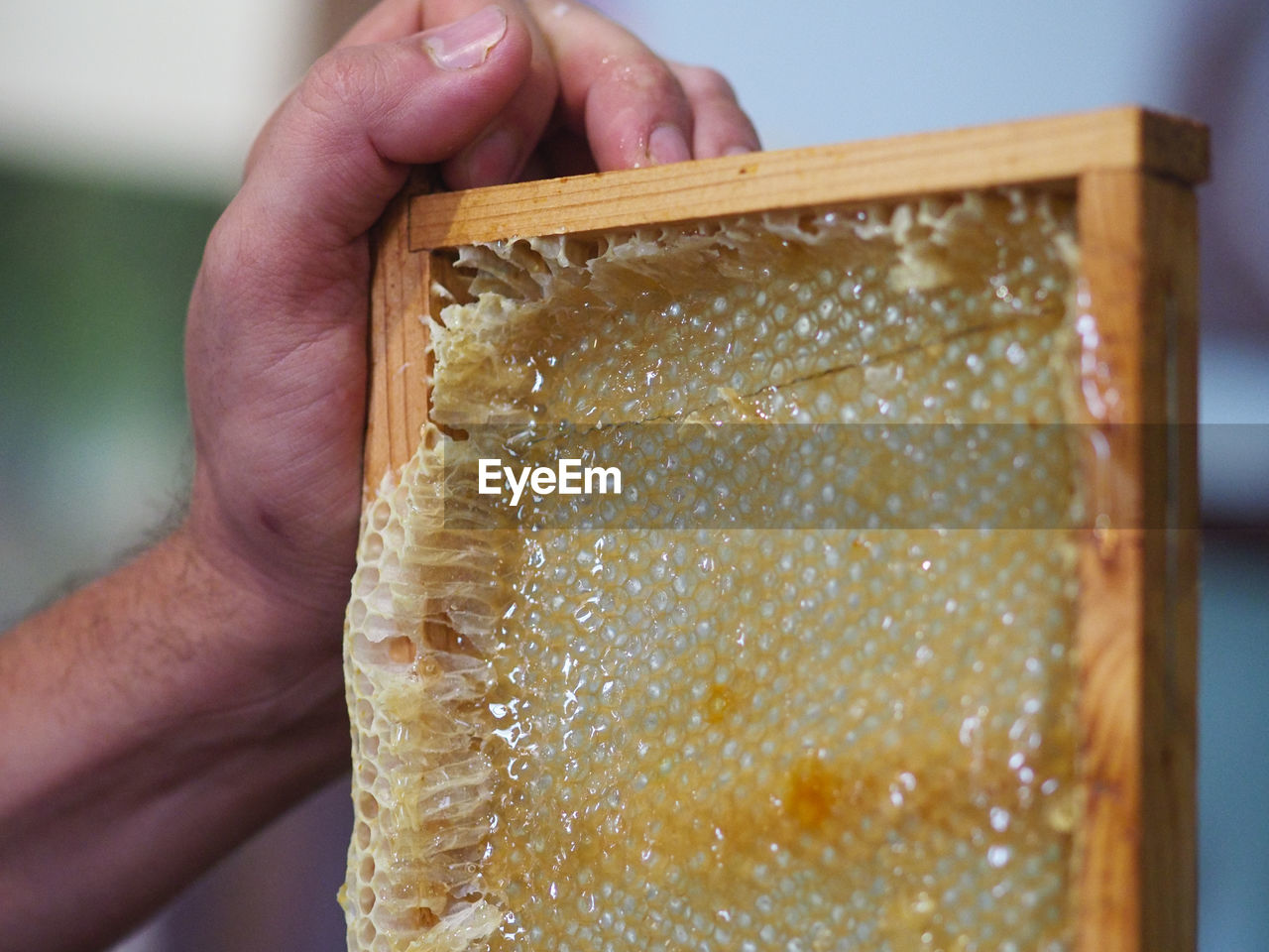 honeycomb, hand, one person, beehive, bee, yellow, holding, pattern, adult, close-up, food, food and drink, insect, indoors, honey, animal, occupation, focus on foreground, men