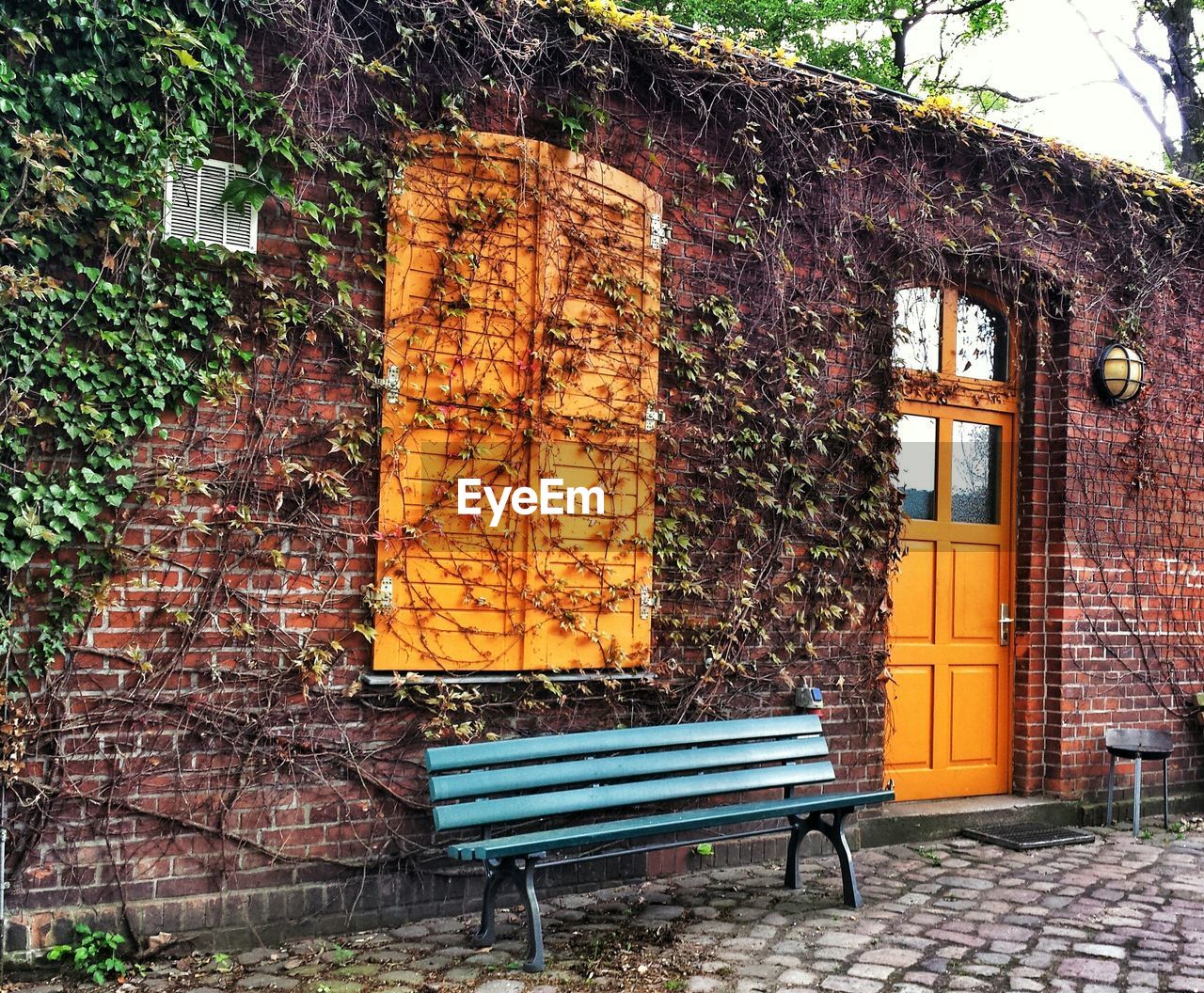 Dry ivy on house wall