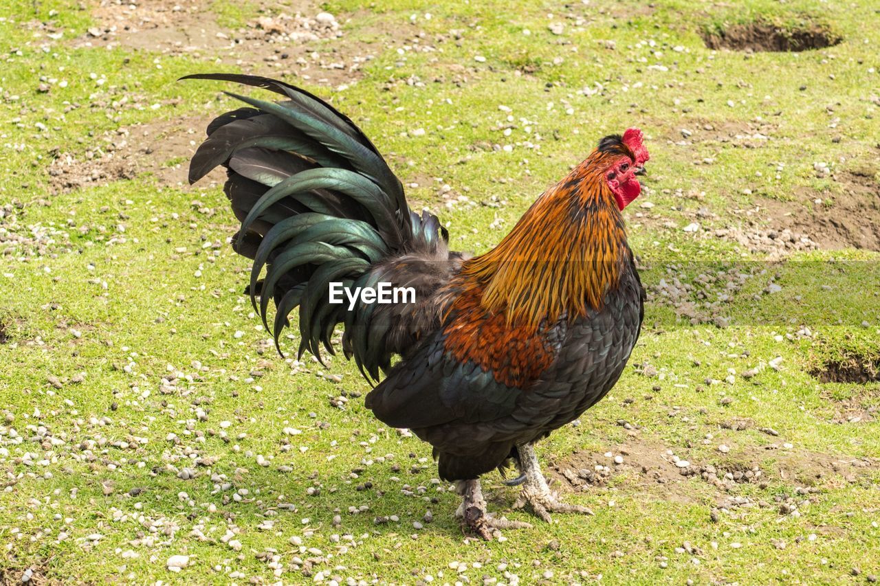 Close-up of rooster perching on field