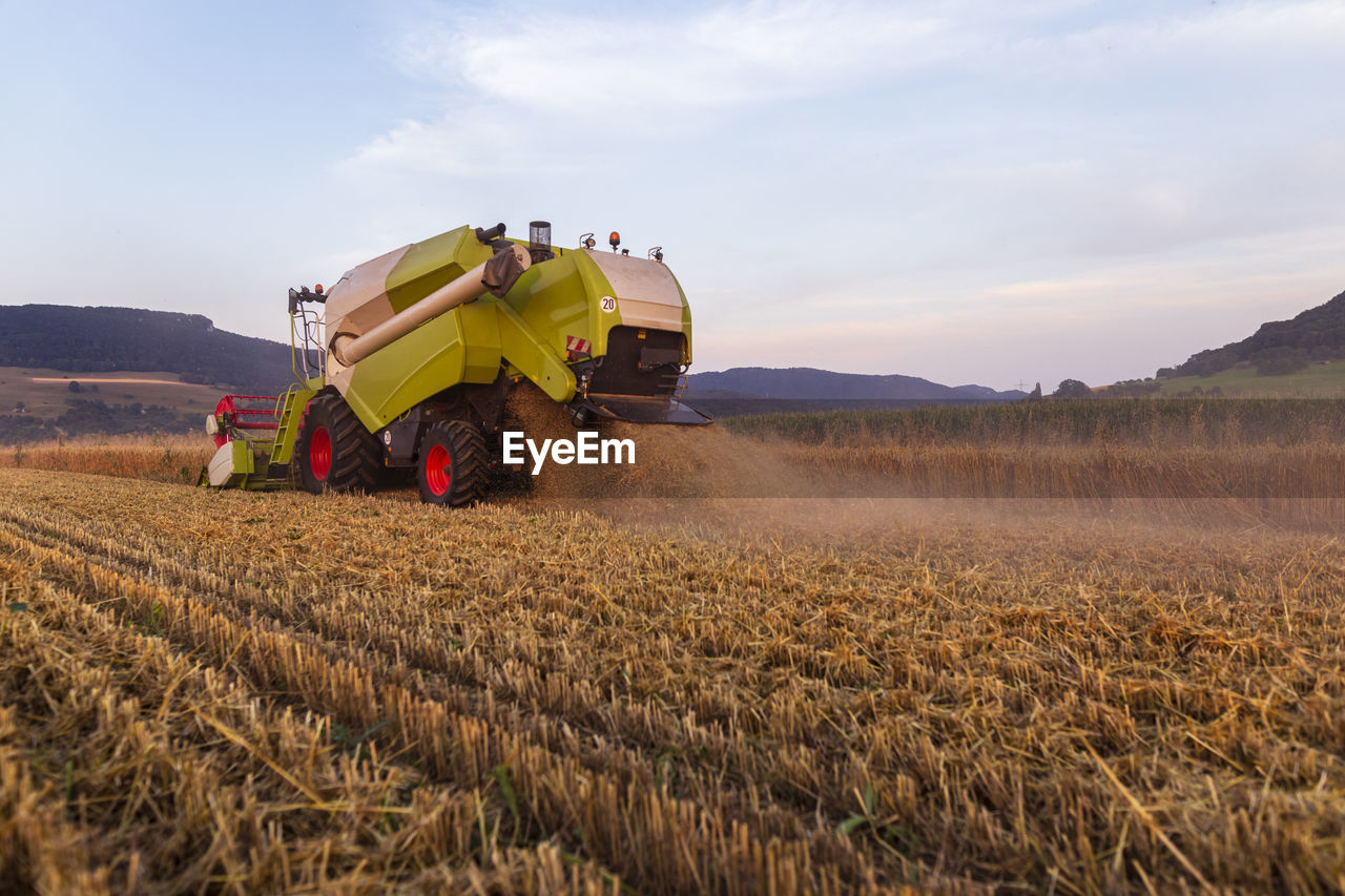 Organic farming, wheat field, harvest, combine harvester in the evening