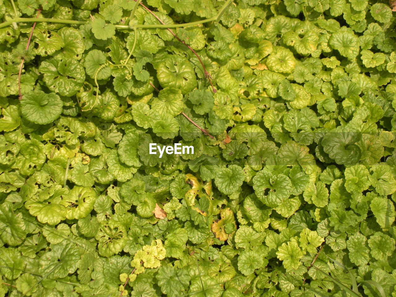 FULL FRAME SHOT OF FRESH GREEN PLANTS