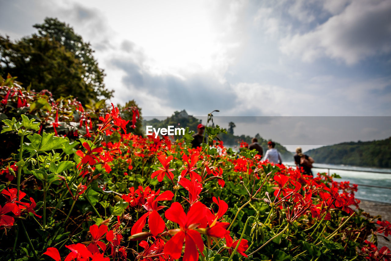 CLOSE-UP OF RED FLOWERING PLANT AGAINST SKY