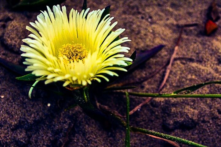 CLOSE-UP OF YELLOW FLOWERS BLOOMING