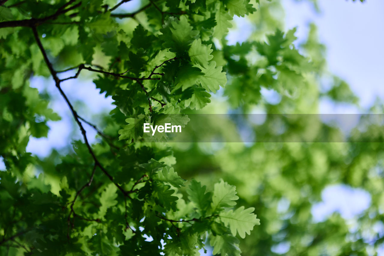 green, plant, tree, leaf, plant part, nature, branch, sunlight, growth, food and drink, beauty in nature, flower, sky, no people, low angle view, outdoors, food, freshness, day, produce, environment, healthy eating, summer, environmental conservation, focus on foreground, forest, land, fruit, backgrounds