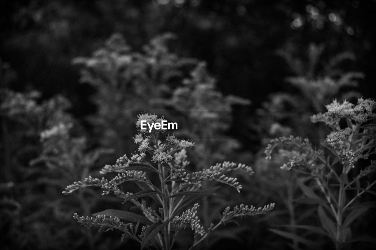 Close-up of flowering plants on land