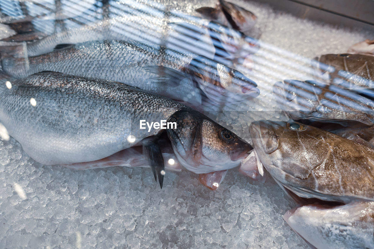 High angle view of fish for sale in market