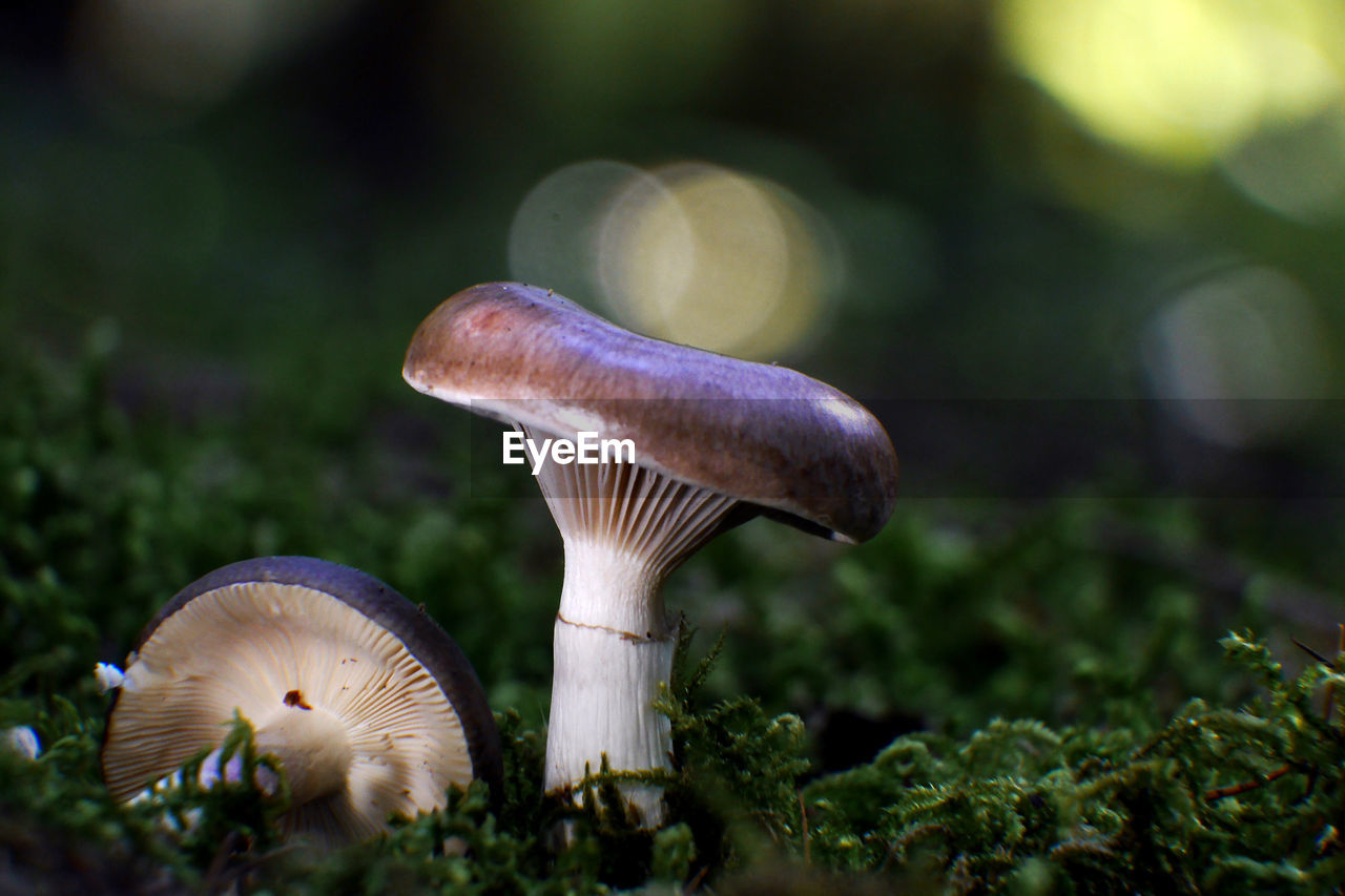 Close-up of mushroom growing on field