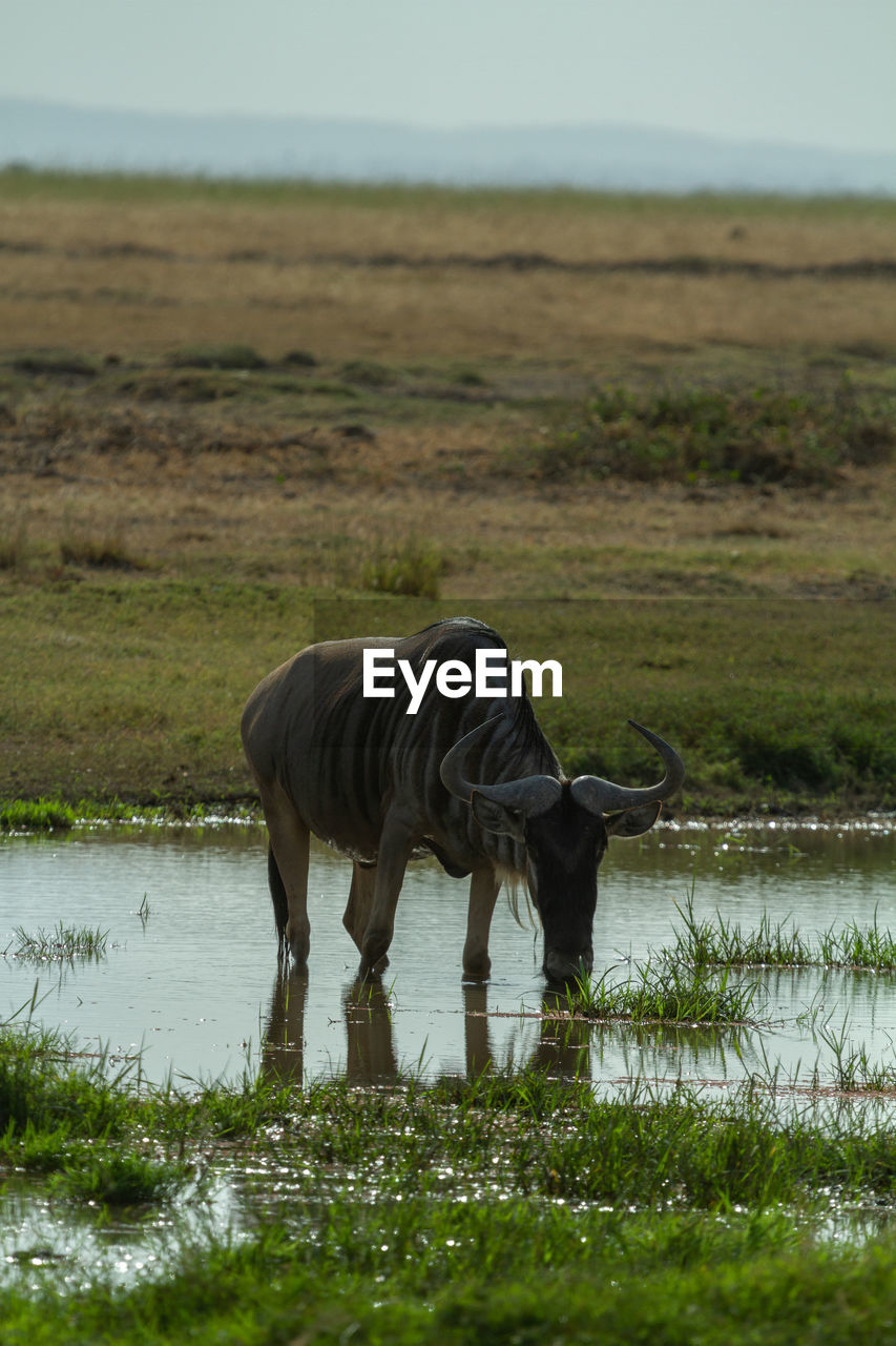 Wildebeest drinking from a puddle