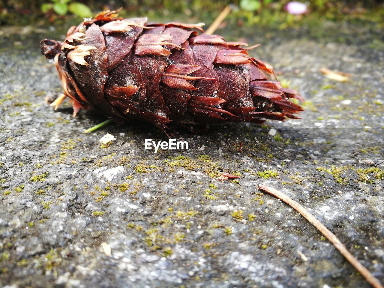 CLOSE-UP OF CRAB ON LEAF