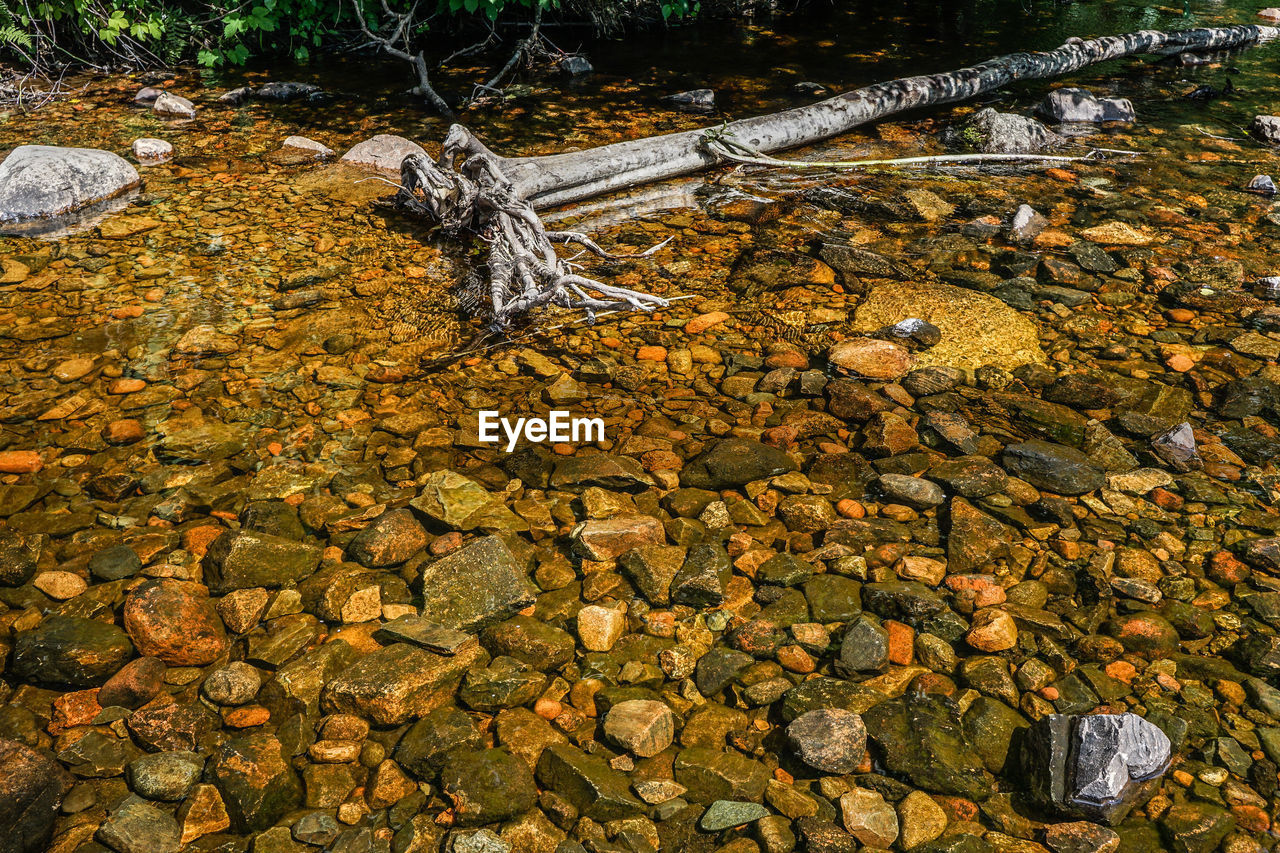 HIGH ANGLE VIEW OF PLANT GROWING ON ROCK