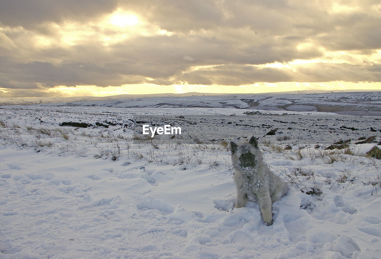 Portrait of keeshond looking away on snowcapped field
