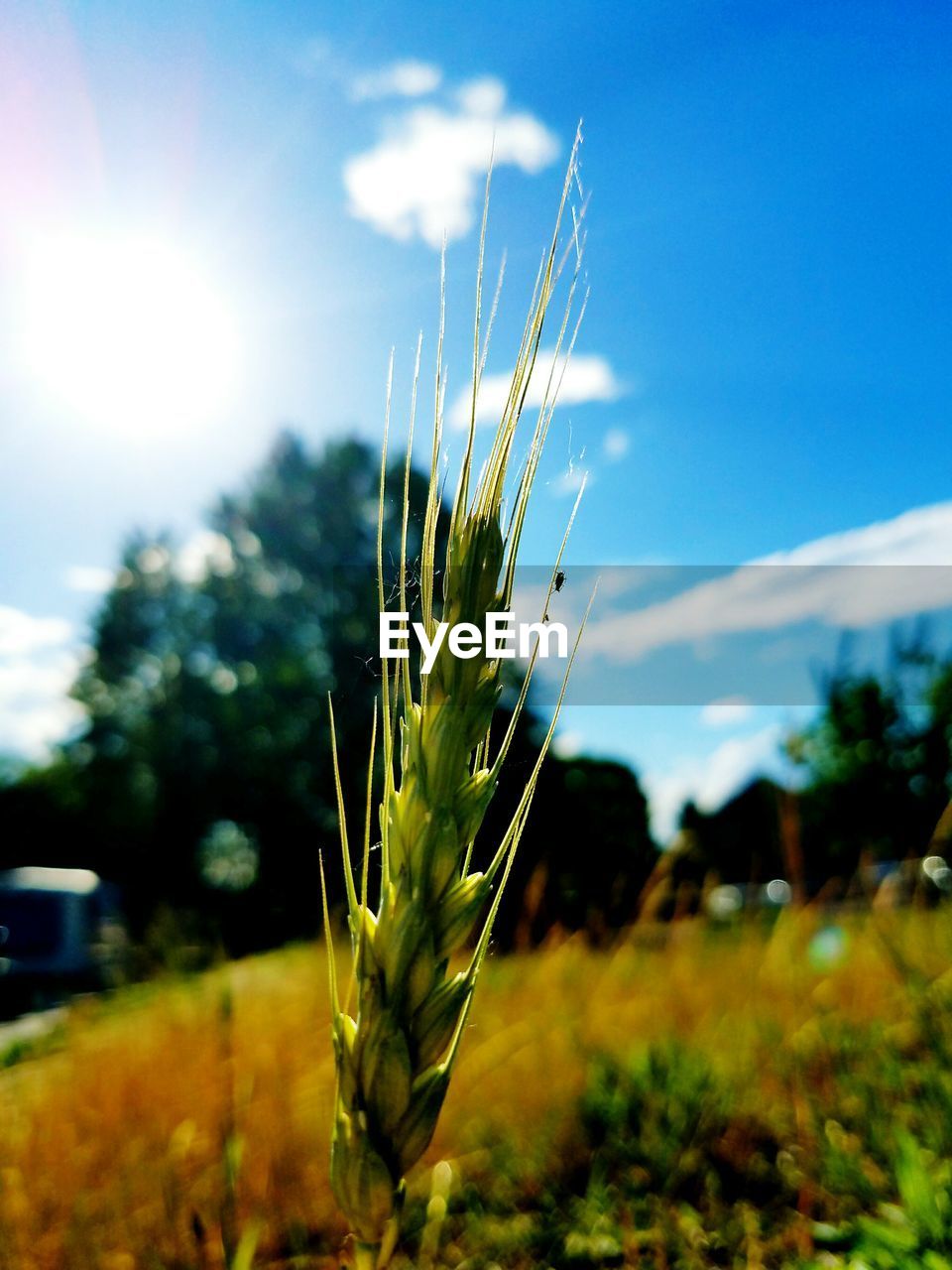 CLOSE-UP OF PLANTS IN FIELD