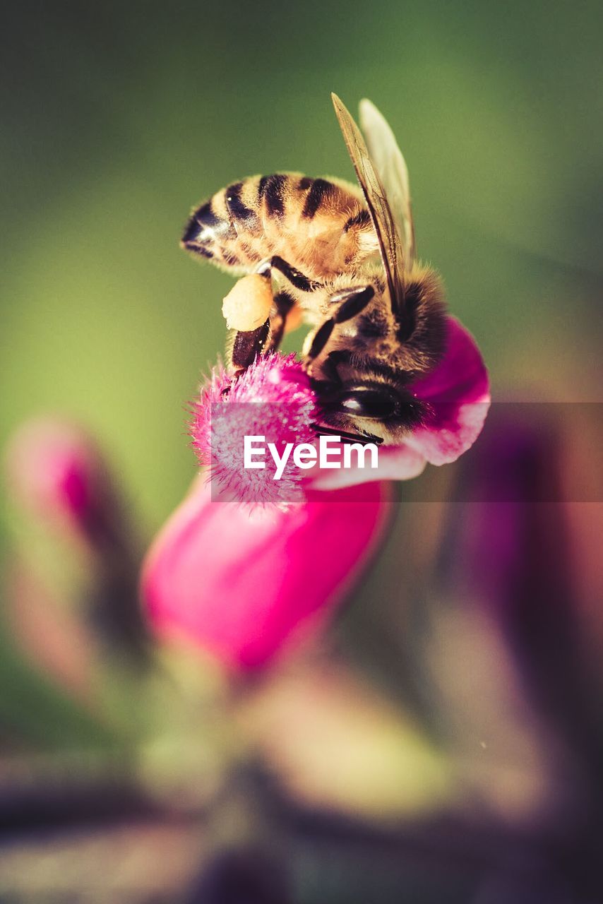 CLOSE-UP OF BEE ON FLOWER