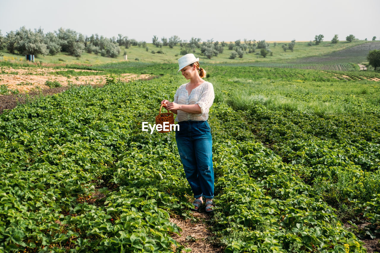 Picking fruits on strawberry field, harvesting on strawberry farm. woman farmer holding basket 