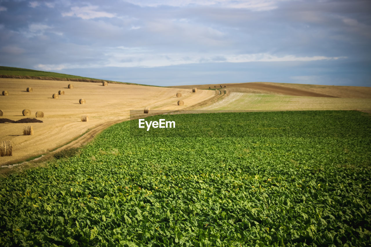 Scenic view of agricultural field against sky