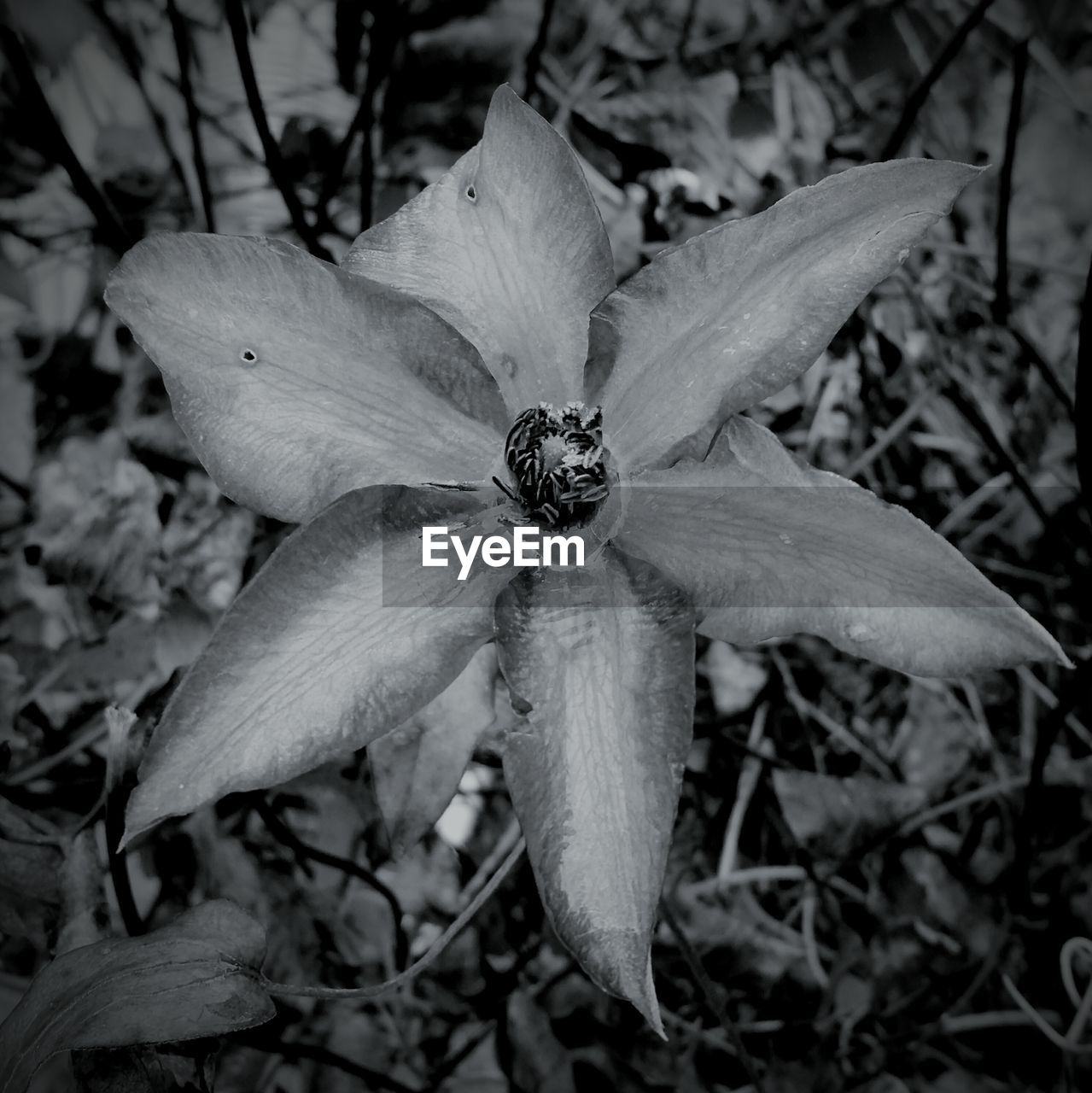 CLOSE-UP OF WHITE FLOWERS