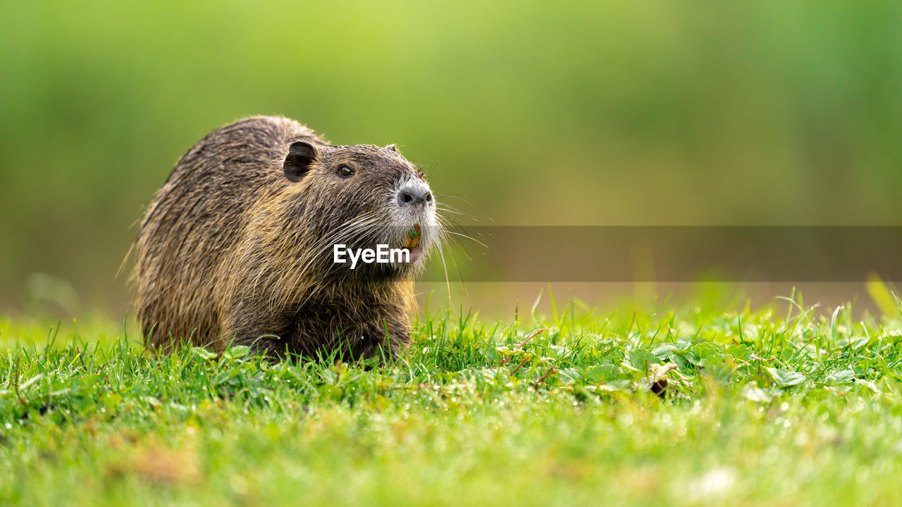 Feeding coypu on a meadow wet with morning dew