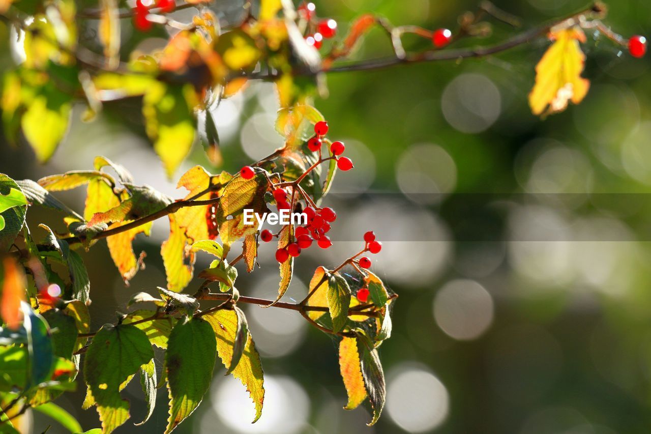 Close-up of berries on plant against blurred background