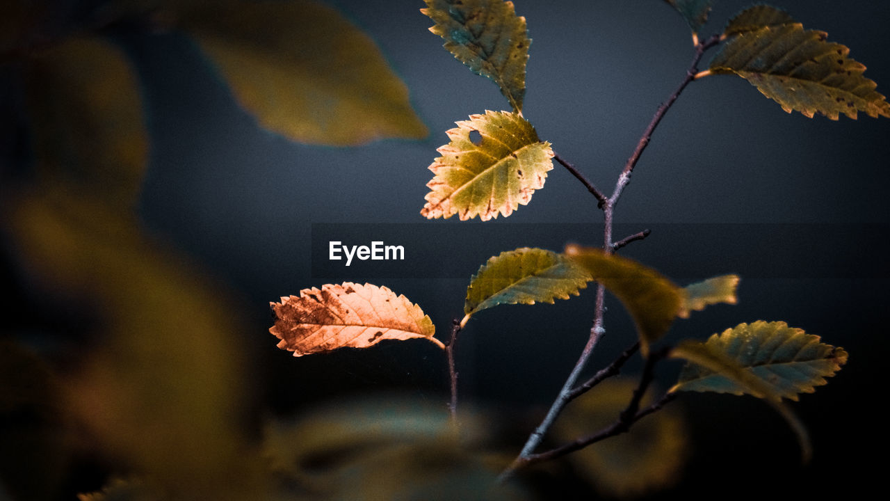 Close-up of autumn leaves on plant