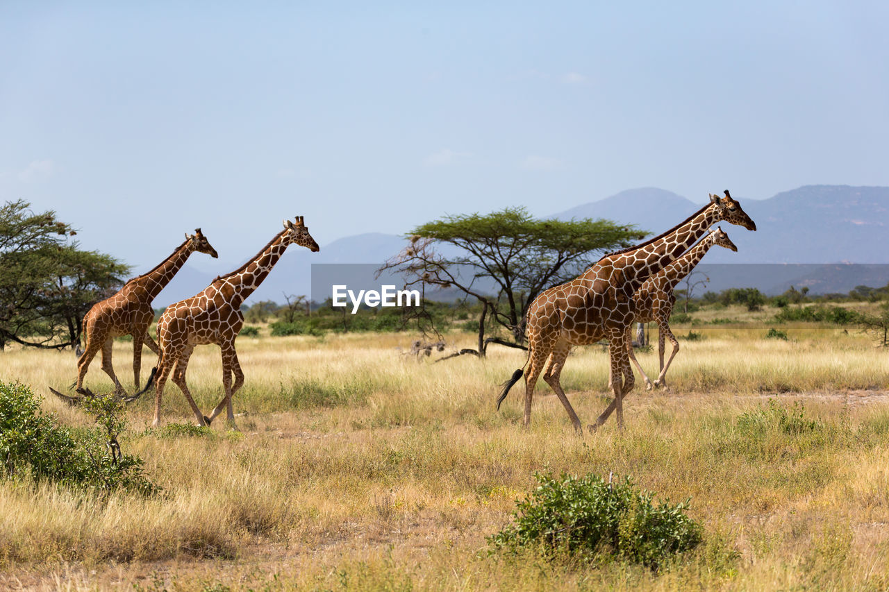 VIEW OF GIRAFFE ON FIELD