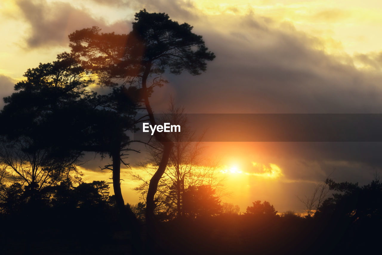 Silhouette trees against sky during sunset