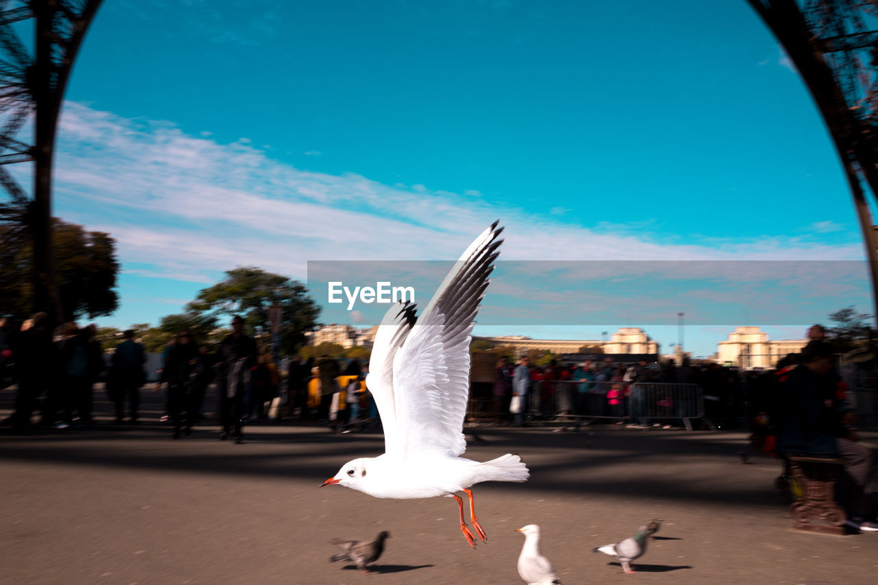 Seagull flying in city against blue sky