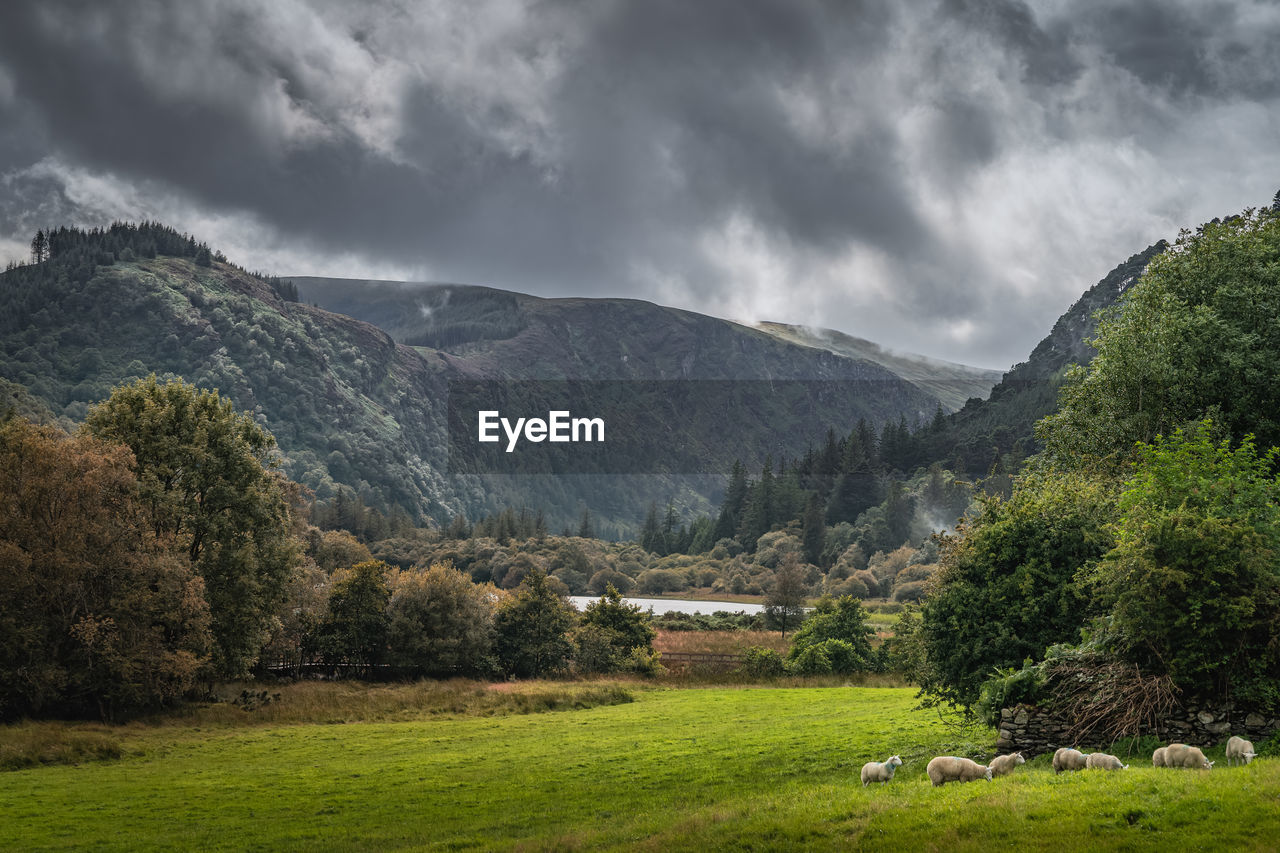 Flock of sheeps grazing on green field in glendalough with autumn forest, mountains and lake ireland