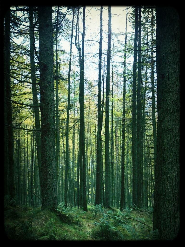 VIEW OF TREES IN FOREST