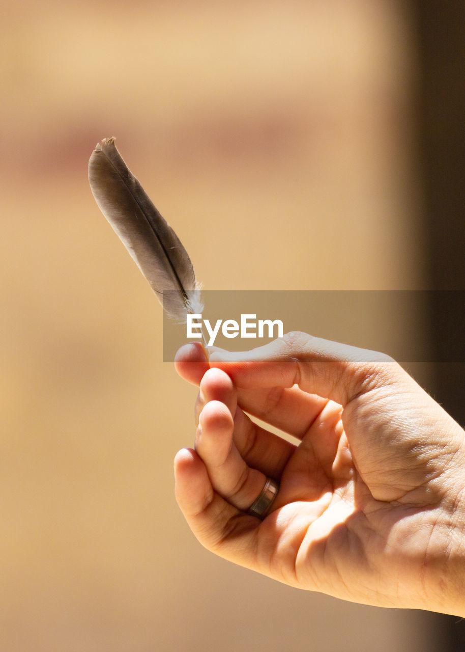 Holding beautiful bird feather in the hand