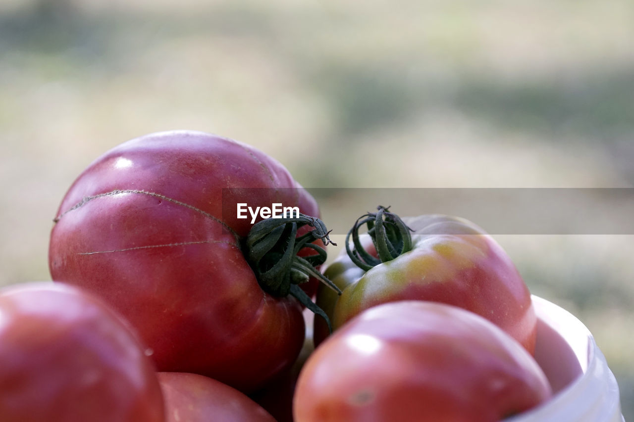Close-up of tomatoes
