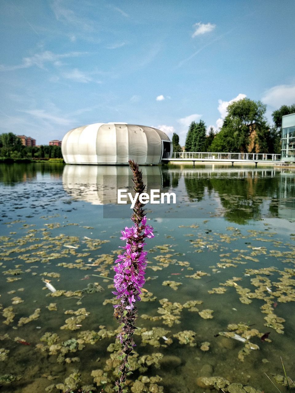 PURPLE FLOWERING PLANTS IN LAKE