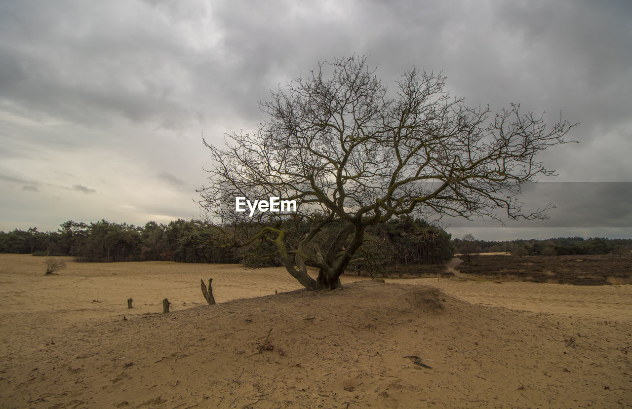 VIEW OF BARE TREE ON FIELD