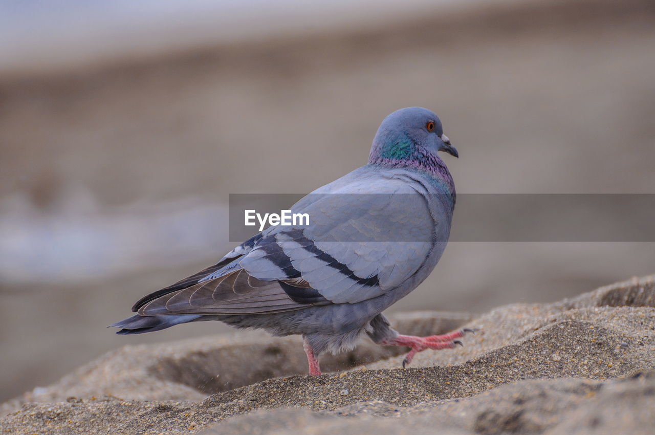 CLOSE-UP OF PIGEON