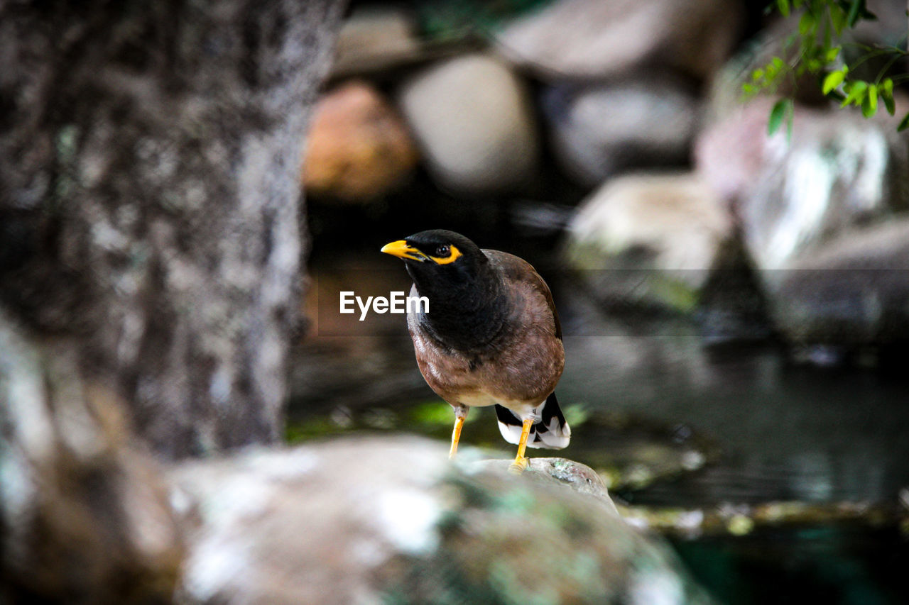 CLOSE-UP OF A BIRD PERCHING ON ROCK