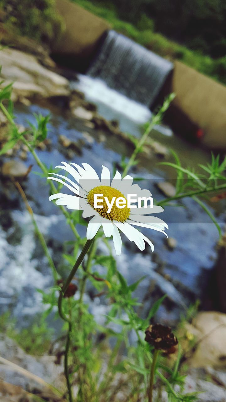 CLOSE-UP OF WHITE DAISY FLOWERS