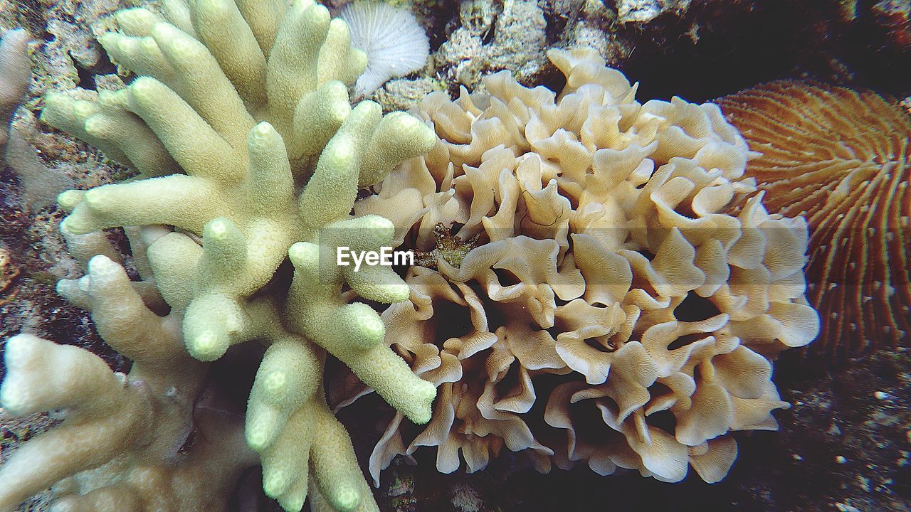 Close-up of coral in sea