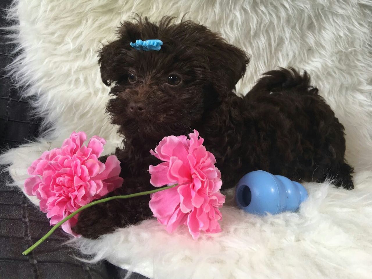 CLOSE-UP OF DOG WITH PINK FLOWER