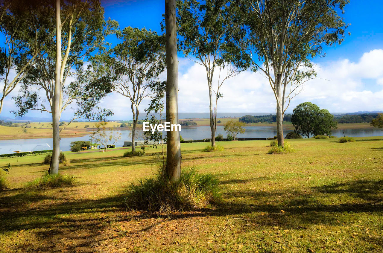 VIEW OF TREES ON FIELD