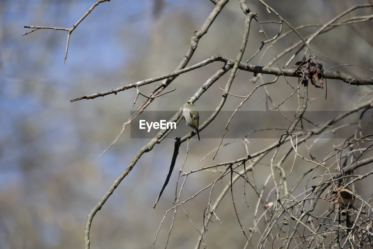 winter, twig, branch, nature, plant, tree, frost, no people, focus on foreground, freezing, grass, leaf, outdoors, day, close-up, bare tree, dry, fence, tranquility, autumn, beauty in nature, thorns, spines, and prickles, selective focus, snow, dead plant, spring, sunlight