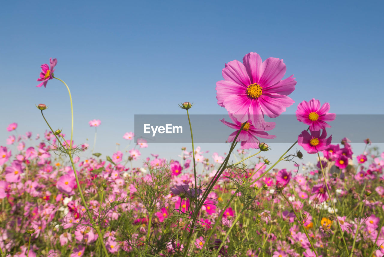 Close-up of pink cosmos flowers on field against sky