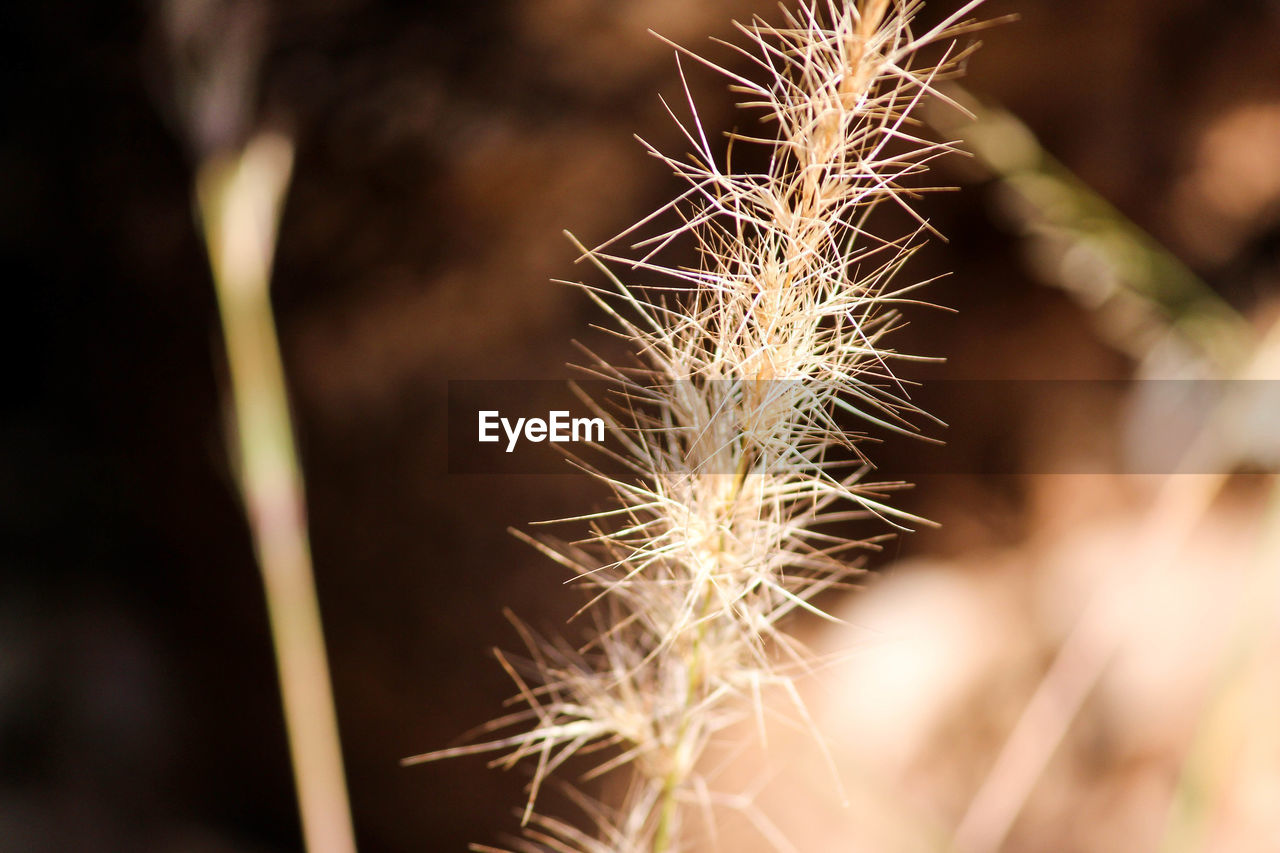 CLOSE-UP OF PLANT