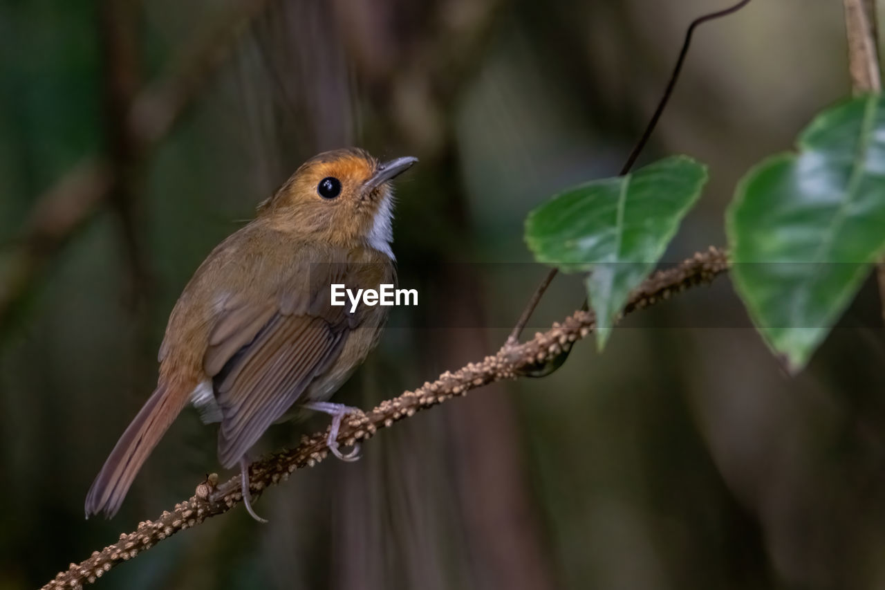 CLOSE-UP OF A BIRD PERCHING ON TWIG